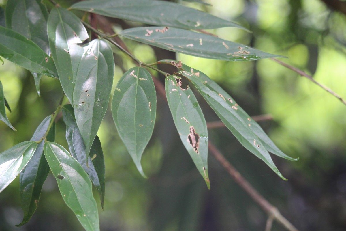 Hortonia angustifolia (Thwaites) Trimen